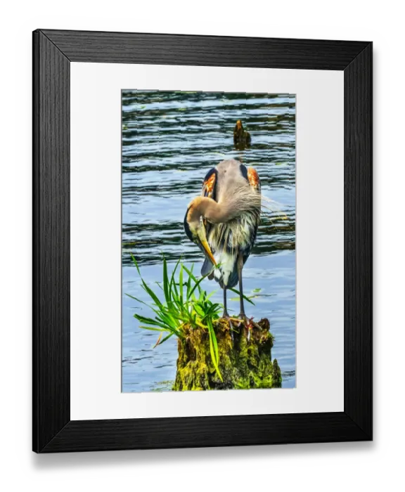 Framed Print : Great blue heron (Ardea herodias), Juanita Bay Park, Kirkland, Washington State Framed Print : Great blue heron (Ardea herodias), Juanita Bay Park, Kirkland, Washington State