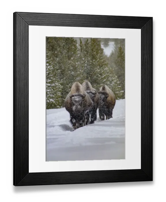 Framed Print : USA, Yellowstone National Park. Three bison in winter