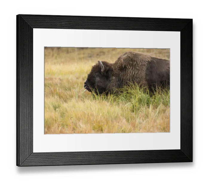 Framed Print : Yellowstone National Park, Wyoming, USA. American bison grazing in the tall grass Framed Print : Yellowstone National Park, Wyoming, USA. American bison grazing in the tall grass