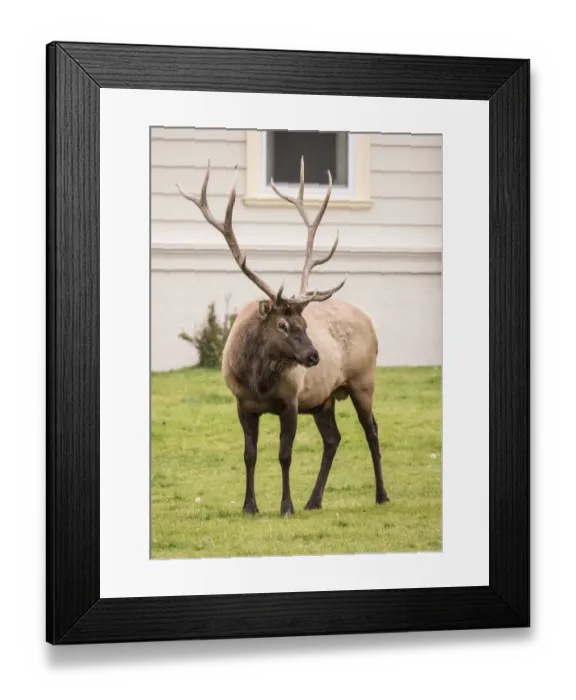 Framed Print : Yellowstone National Park, Wyoming, USA. Portrait of a bull elk near the Mammoth Hot Springs Hotel Framed Print : Yellowstone National Park, Wyoming, USA. Portrait of a bull elk near the Mammoth Hot Springs Hotel