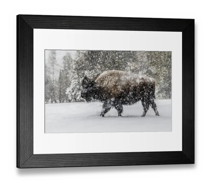 Framed Print : USA, Yellowstone National Park. Bison in winter Framed Print : USA, Yellowstone National Park. Bison in winter