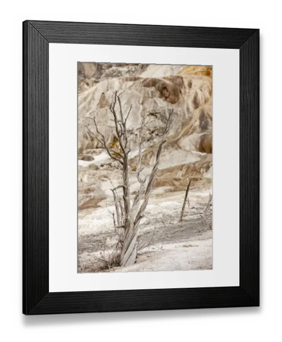 Framed Print : Yellowstone National Park, Wyoming, USA. Dead trees at Minerva Terrace at Mammoth Hot Springs Framed Print : Yellowstone National Park, Wyoming, USA. Dead trees at Minerva Terrace at Mammoth Hot Springs