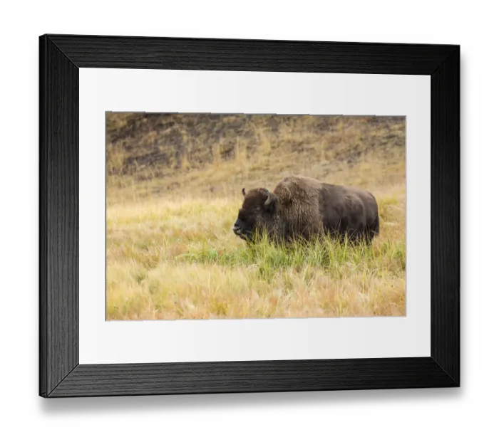 Framed Print : Yellowstone National Park, Wyoming, USA. American bison grazing in tall grass Framed Print : Yellowstone National Park, Wyoming, USA. American bison grazing in tall grass