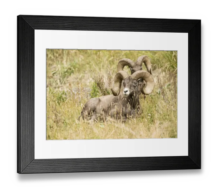 Framed Print : Yellowstone National Park, Wyoming, USA. Two male Bighorn Sheep resting