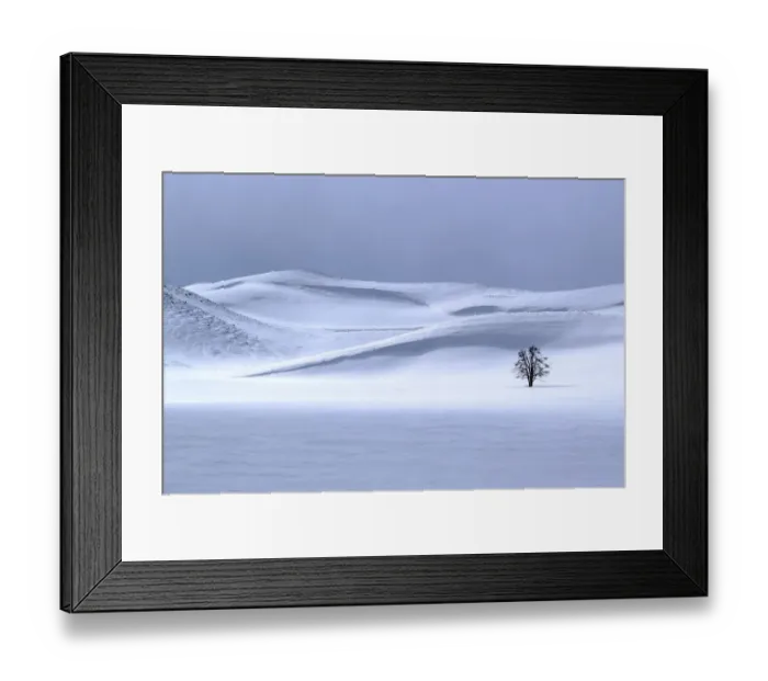 Framed Print : USA, Yellowstone National Park. Lone tree in winter