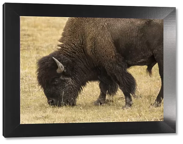 Yellowstone National Park, Wyoming, USA. Male American bison grazing