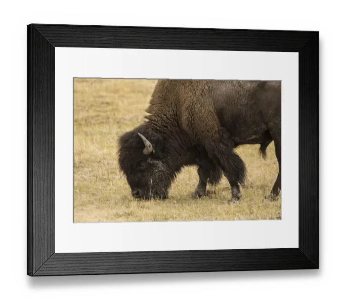 Framed Print : Yellowstone National Park, Wyoming, USA. Male American bison grazing Framed Print : Yellowstone National Park, Wyoming, USA. Male American bison grazing