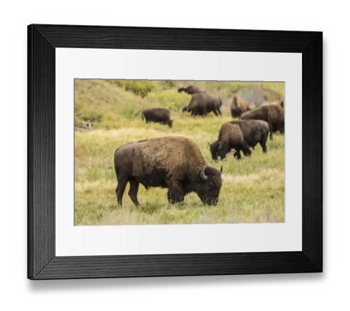 Framed Print : Yellowstone National Park, Wyoming, USA. American bison herd grazing Framed Print : Yellowstone National Park, Wyoming, USA. American bison herd grazing