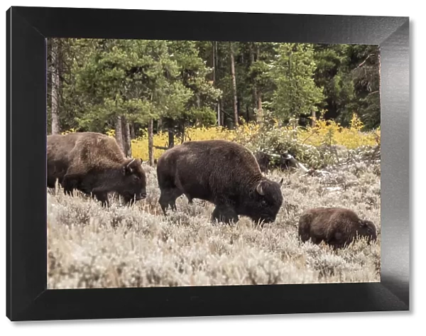 Yellowstone National Park, Wyoming, USA. Bison family walking in Lamar Valley