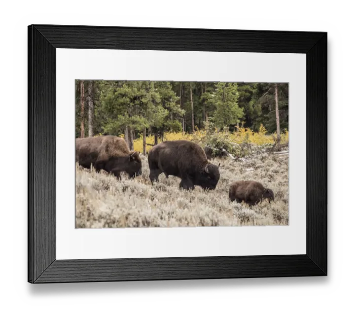 Framed Print : Yellowstone National Park, Wyoming, USA. Bison family walking in Lamar Valley Framed Print : Yellowstone National Park, Wyoming, USA. Bison family walking in Lamar Valley