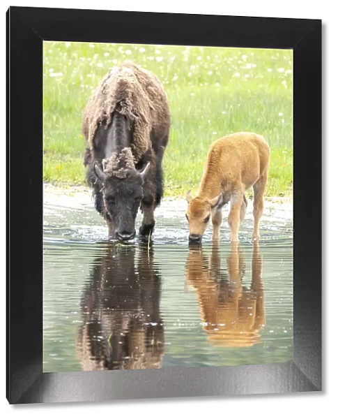 Yellowstone National Park, Lamar Valley. American bison calf stays close to last year s
