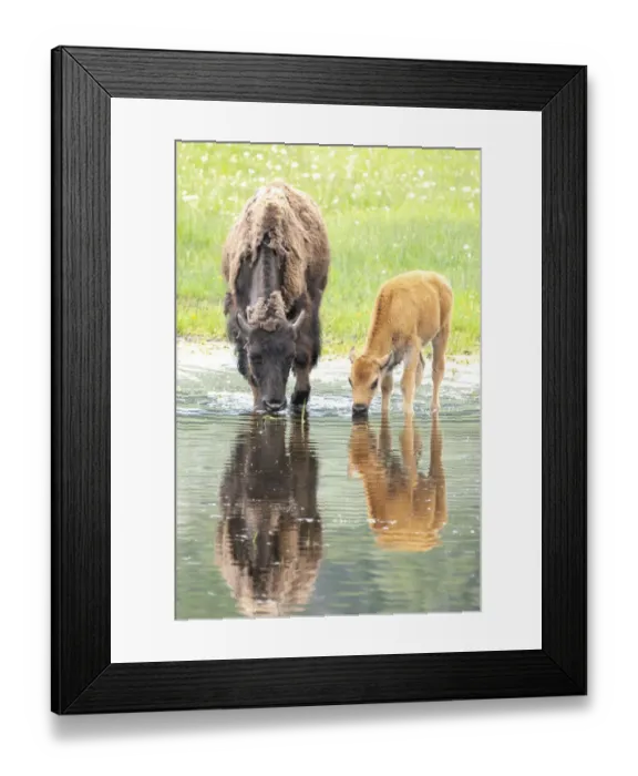 Framed Print : Yellowstone National Park, Lamar Valley. American bison calf stays close to last year s Framed Print : Yellowstone National Park, Lamar Valley. American bison calf stays close to last year s
