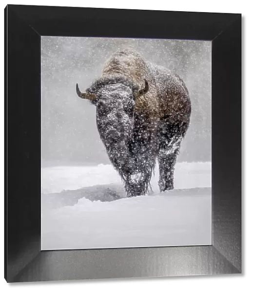 USA, Yellowstone National Park. One bison during winter