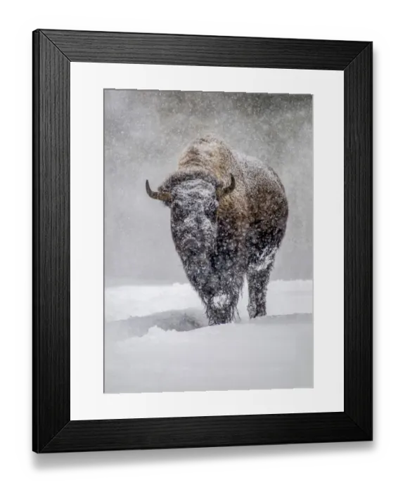 Framed Print : USA, Yellowstone National Park. One bison during winter Framed Print : USA, Yellowstone National Park. One bison during winter