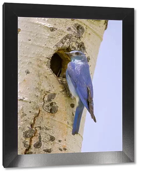 Yellowstone National Park, Wyoming, USA. Male mountain bluebird perched by its nesting