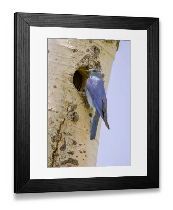 Framed Print : Yellowstone National Park, Wyoming, USA. Male mountain bluebird perched by its nesting Framed Print : Yellowstone National Park, Wyoming, USA. Male mountain bluebird perched by its nesting