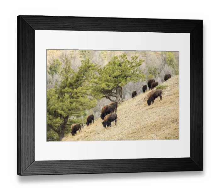 Framed Print : Yellowstone National Park, Wyoming, USA. Bison herd grazing on a steep hillside above Pebble Creek Framed Print : Yellowstone National Park, Wyoming, USA. Bison herd grazing on a steep hillside above Pebble Creek