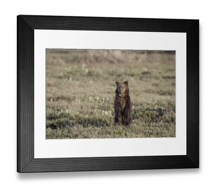 Framed Print : USA, Wyoming, Grand Teton National Park. Grizzly yearling cub standing in meadow. Credit as Framed Print : USA, Wyoming, Grand Teton National Park. Grizzly yearling cub standing in meadow. Credit as