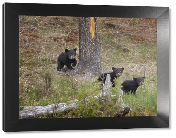 USA, Wyoming, Yellowstone National Park. Three black bear cubs and pine tree. Credit as