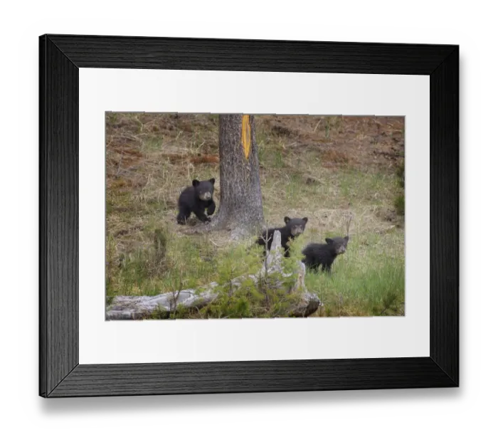 Framed Print : USA, Wyoming, Yellowstone National Park. Three black bear cubs and pine tree. Credit as Framed Print : USA, Wyoming, Yellowstone National Park. Three black bear cubs and pine tree. Credit as