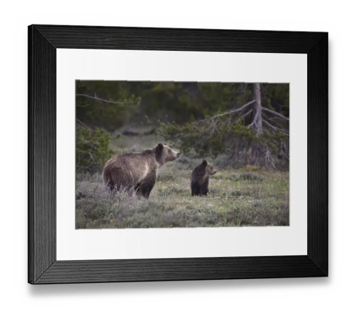 Framed Print : USA, Wyoming, Grand Teton National Park. Sow grizzly with cub Framed Print : USA, Wyoming, Grand Teton National Park. Sow grizzly with cub