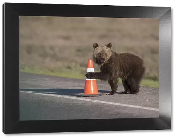 USA, Wyoming, Grand Teton National Park. Yearling grizzly cub plays with traffic cone on road