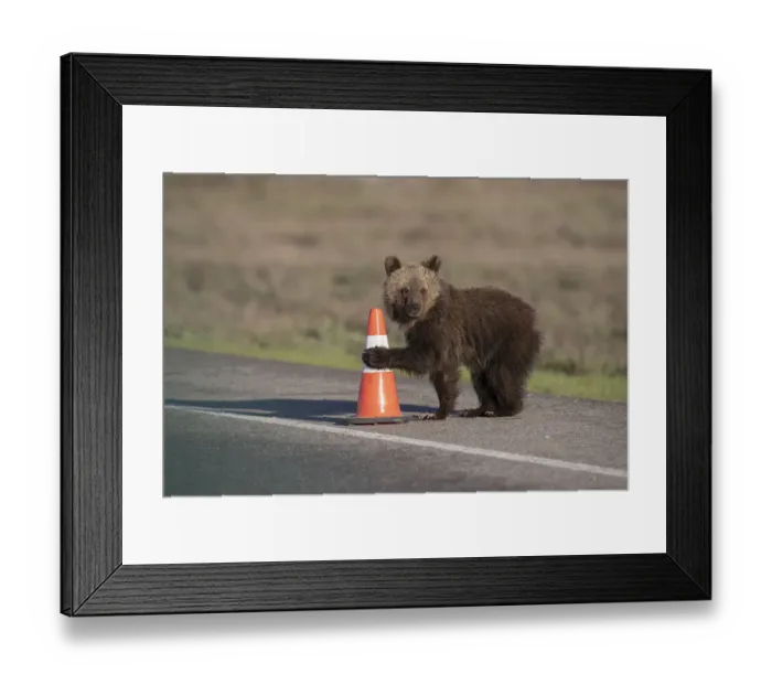 Framed Print : USA, Wyoming, Grand Teton National Park. Yearling grizzly cub plays with traffic cone on road Framed Print : USA, Wyoming, Grand Teton National Park. Yearling grizzly cub plays with traffic cone on road