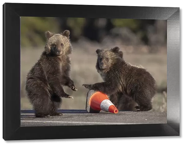 USA, Wyoming, Glacier National Park. Yearling grizzly cubs play with traffic cone on road