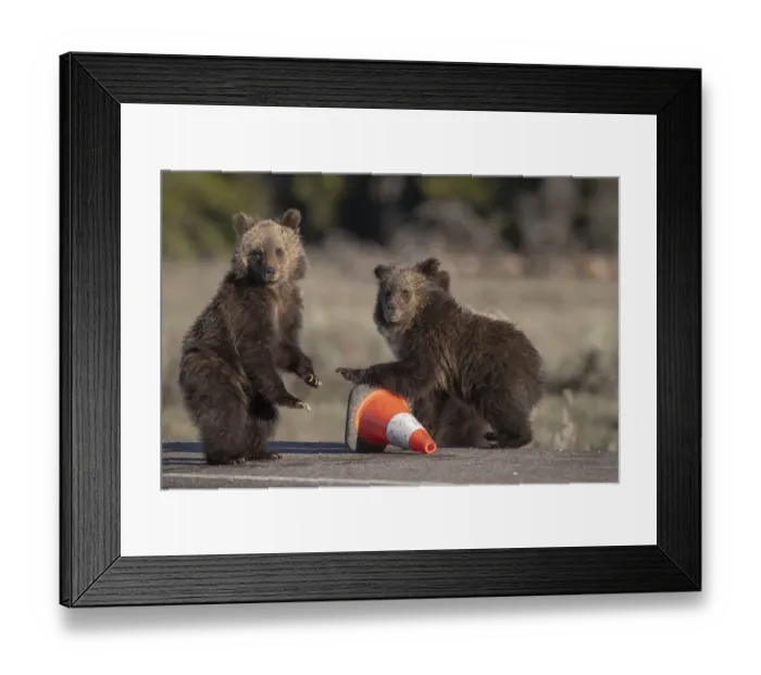 Framed Print : USA, Wyoming, Glacier National Park. Yearling grizzly cubs play with traffic cone on road Framed Print : USA, Wyoming, Glacier National Park. Yearling grizzly cubs play with traffic cone on road