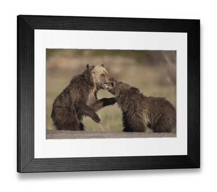 Framed Print : USA, Wyoming, Grand Teton National Park. Yearling grizzly cubs play fight. Credit as Framed Print : USA, Wyoming, Grand Teton National Park. Yearling grizzly cubs play fight. Credit as