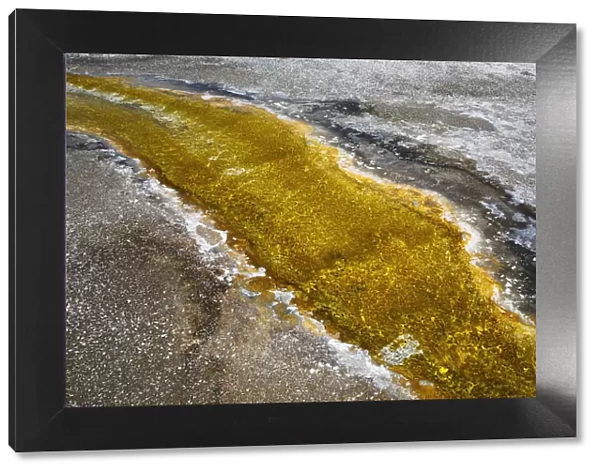 USA, Wyoming, Yellowstone National Park. Algal bloom at Biscuit Basin