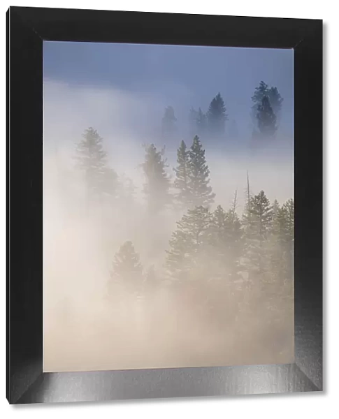 USA, Wyoming, Yellowstone National Park. Cold morning creates a fog above the Yellowstone River