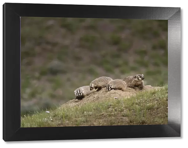 USA, Wyoming, Yellowstone National Park. Badger kits and mother outside den. Credit as