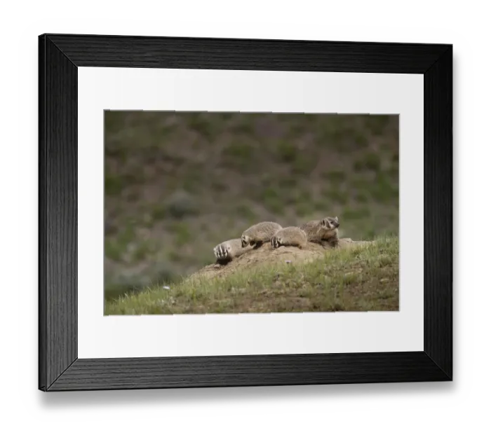 Framed Print : USA, Wyoming, Yellowstone National Park. Badger kits and mother outside den. Credit as Framed Print : USA, Wyoming, Yellowstone National Park. Badger kits and mother outside den. Credit as