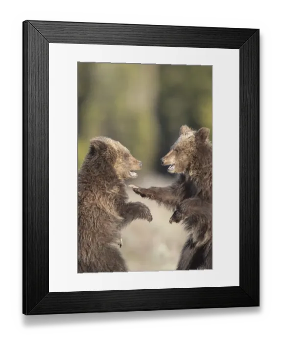 Framed Print : USA, Wyoming, Grand Teton National Park. Yearling grizzly cubs play fight. Credit as Framed Print : USA, Wyoming, Grand Teton National Park. Yearling grizzly cubs play fight. Credit as