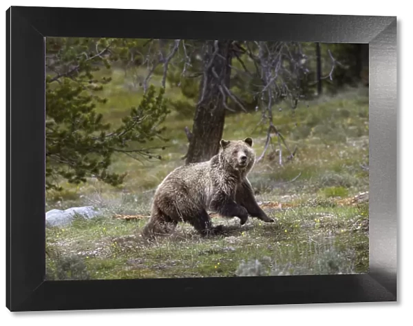 USA, Wyoming, Grand Teton National Park. Sow grizzly running across a meadow. Credit as