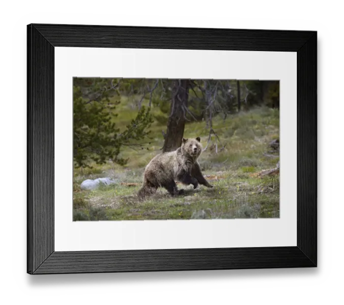Framed Print : USA, Wyoming, Grand Teton National Park. Sow grizzly running across a meadow. Credit as