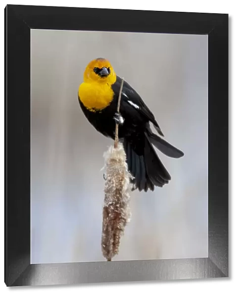 Yellowstone National Park, yellow-headed blackbird perched on a reed