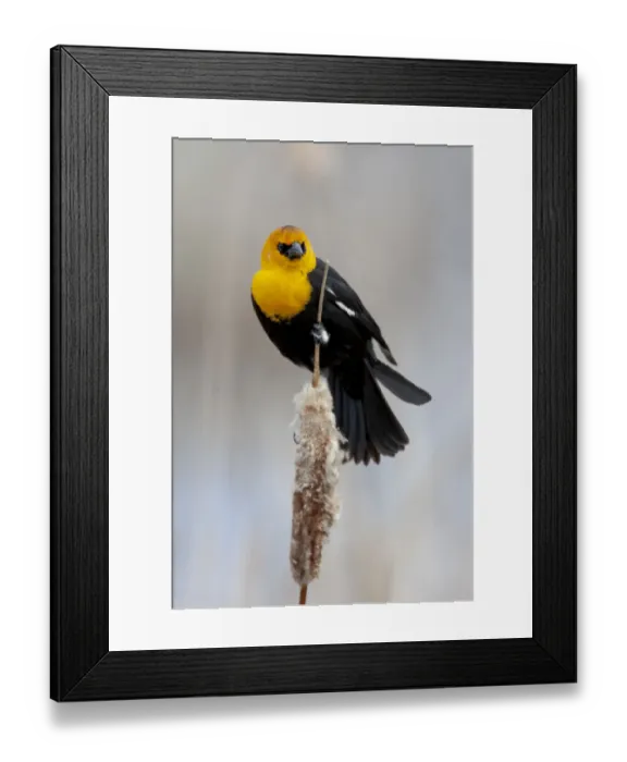 Framed Print : Yellowstone National Park, yellow-headed blackbird perched on a reed