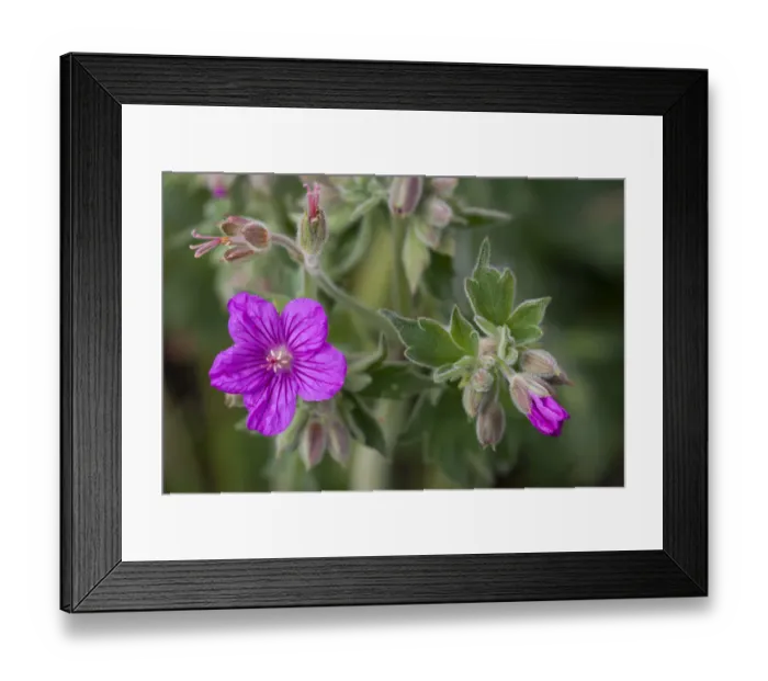 Framed Print : Yellowstone National Park, sticky geraniums blossom in the spring Framed Print : Yellowstone National Park, sticky geraniums blossom in the spring