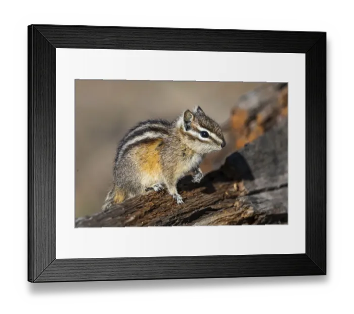 Framed Print : Yellowstone National Park, portrait of a chipmunk