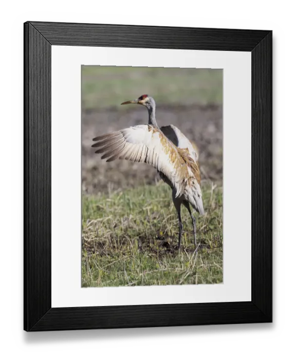 Framed Print : Yellowstone National Park, sandhill crane flaps its wings after preening Framed Print : Yellowstone National Park, sandhill crane flaps its wings after preening