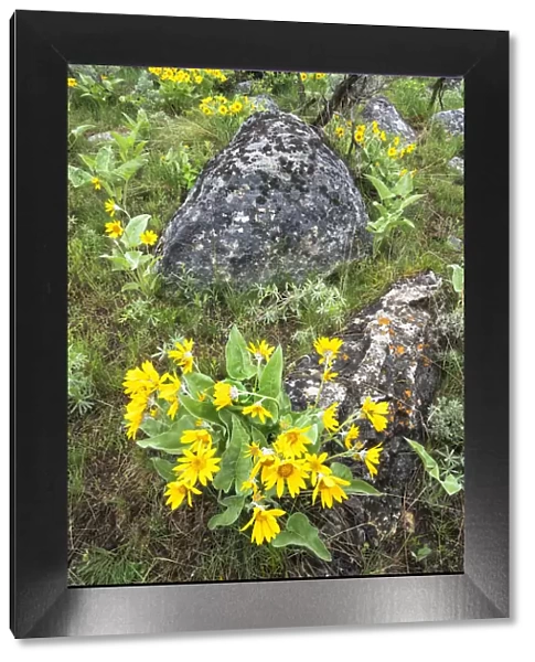 Yellowstone National Park, arrowleaf balsamroot covers the hillsides in the spring