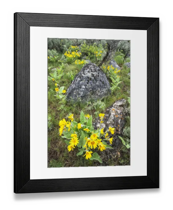Framed Print : Yellowstone National Park, arrowleaf balsamroot covers the hillsides in the spring Framed Print : Yellowstone National Park, arrowleaf balsamroot covers the hillsides in the spring