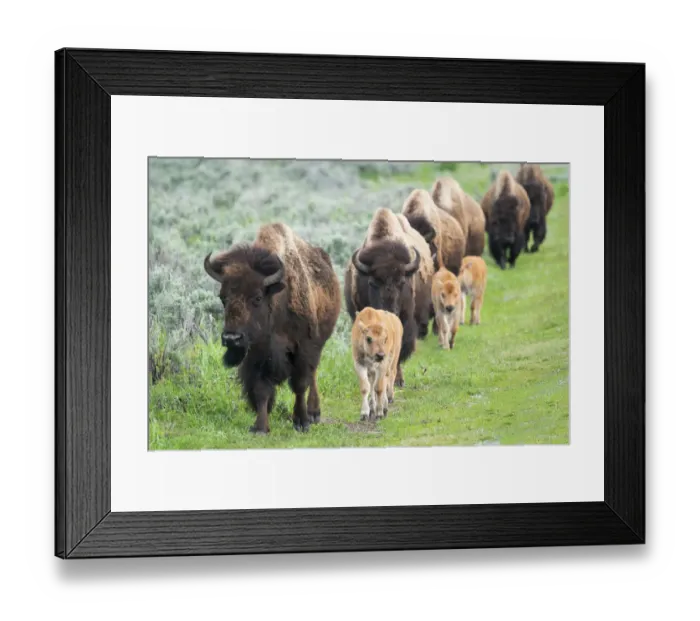 Framed Print : Yellowstone National Park. A group of bison cows with their calves move in a long line Framed Print : Yellowstone National Park. A group of bison cows with their calves move in a long line