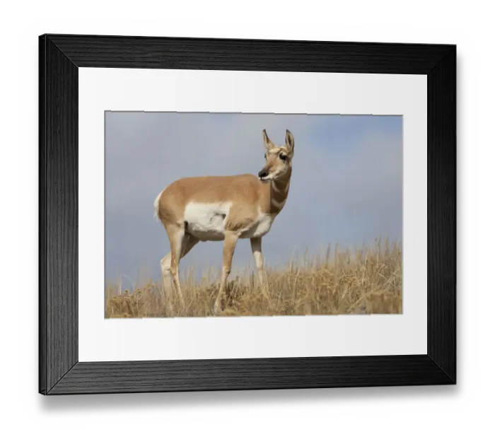 Framed Print : Yellowstone National Park, portrait of a female pronghorn antelope