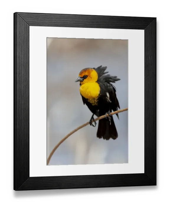 Framed Print : Yellowstone National Park, yellow-headed blackbird perched on a reed Framed Print : Yellowstone National Park, yellow-headed blackbird perched on a reed
