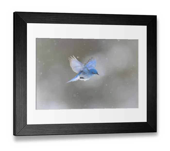 Framed Print : Yellowstone National Park, a male mountain bluebird hovers above a stream in a snowstorm Framed Print : Yellowstone National Park, a male mountain bluebird hovers above a stream in a snowstorm
