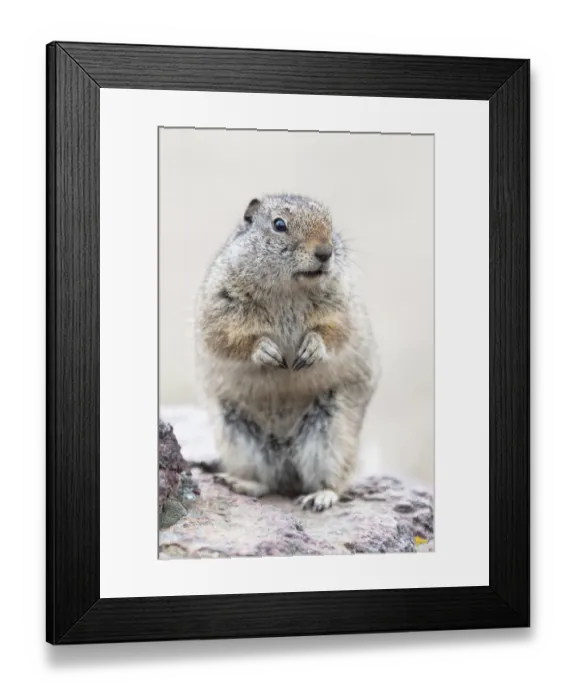 Framed Print : Yellowstone National Park, Richardsons ground squirrel Framed Print : Yellowstone National Park, Richardsons ground squirrel