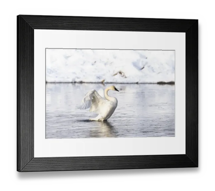 Framed Print : Yellowstone National Park, trumpeter swan flaps its wings after preening